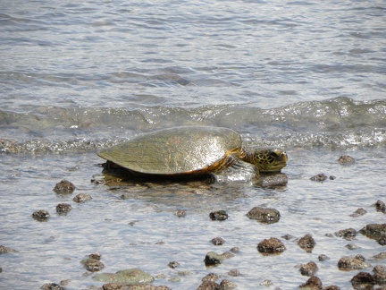 Sea turtle near Place of Refuge