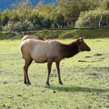 IMG 2691