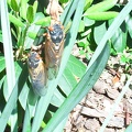 cicada_004.jpg
