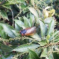 cicada_006.jpg
