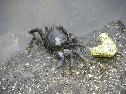 A scary-looking crab.