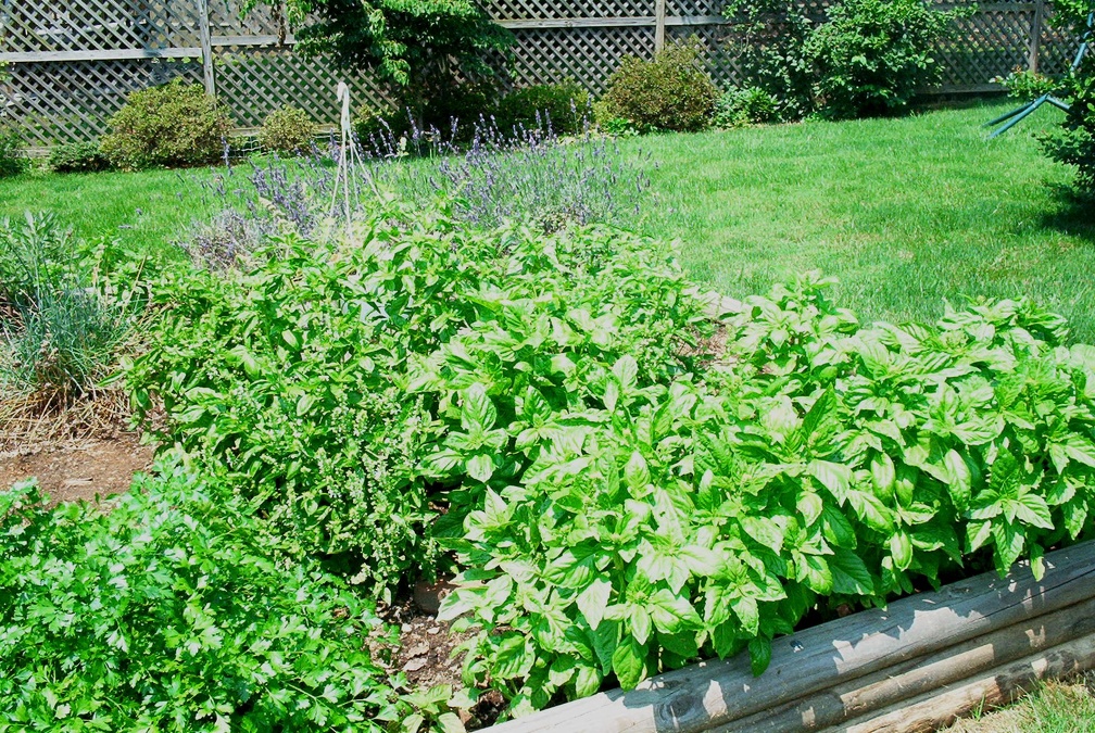 herbgarden_001.jpg