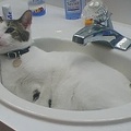 Normally Wembley prefers to drink from the tap, but if he gets tired of waiting, he'll hang out.