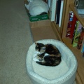 Typical: Widget gets the bed, Wembley gets the box.  She thinks she's alpha-cat.