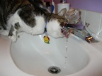Zippy drinking from sink