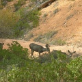 Family of deer in Bryce Canyon