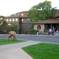 This elk was grazing on the lawn of the El Tovar Hotel at the rim of the canyon.
