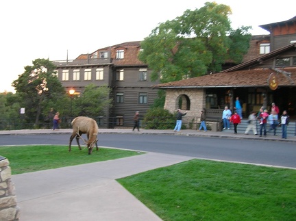 This elk was grazing on the lawn of the El Tovar Hotel at the rim of the canyon.