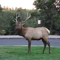 Elk on the lawn of El Tovar - doesn't quite look real, does he? But the next couple pictures show that he is.