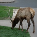 Elk on the lawn of El Tovar.