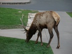 Elk on the lawn of El Tovar.