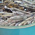 IMG 0556