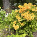 IMG 0320