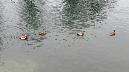 B79A4563-7210-49BB-B183-DE3ADAC0E638 4 5005 c