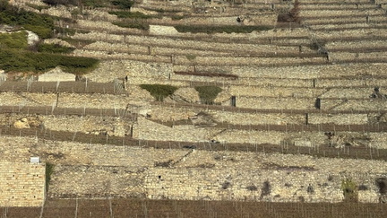 0F5DC745-DAB7-471A-8665-20223635D68A 4 5005 c